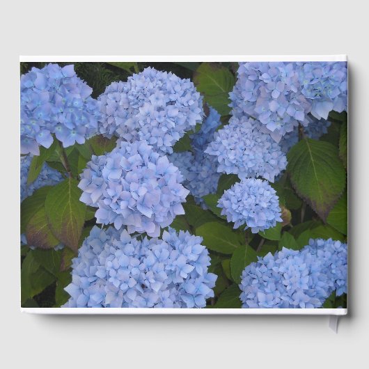 Light Blue Hydrangeas Gästebuch (Rückseite)