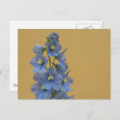 Light Blue Larkspur Postkarte (Vorne/Hinten)