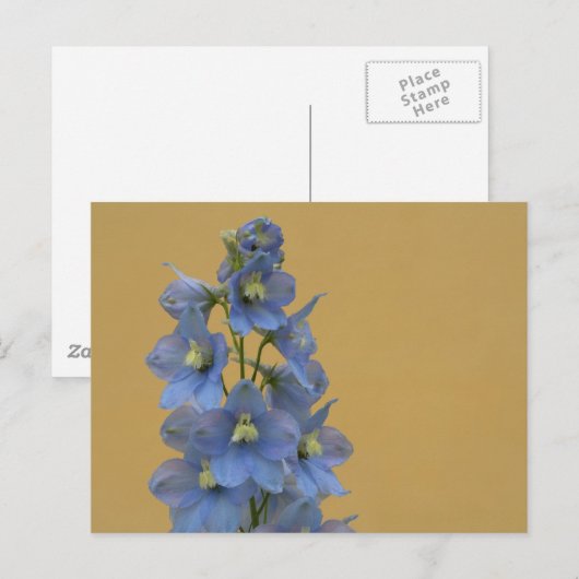 Light Blue Larkspur Postkarte (Vorne/Hinten)