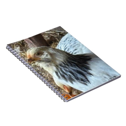 Light Brahma CHicken Notebook Notizblock (Rechte Seite)