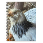 Light Brahma CHicken Notebook Notizblock (Vorderseite)