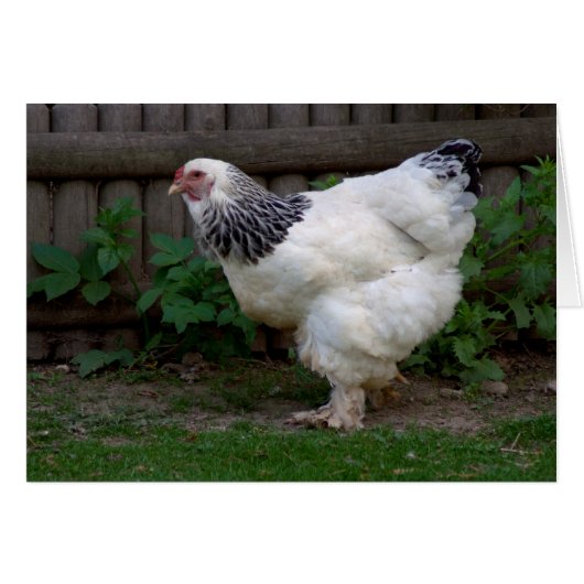 Light Brahma Hen (Vorderseite (Horizontal))