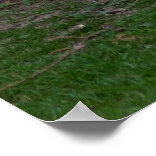 Light Brahma Hen Poster (Ecke)