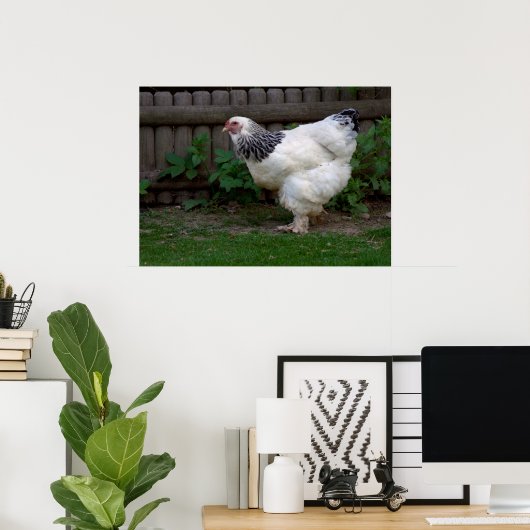 Light Brahma Hen Poster (Heimbüro)