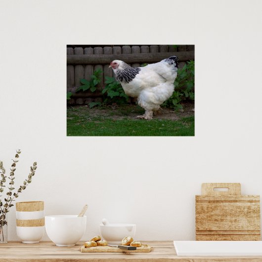Light Brahma Hen Poster (Küche)