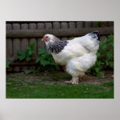 Light Brahma Hen Poster (Vorne)