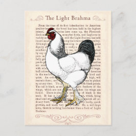 Light Brahma Rooster Vintag Country Classic Postkarte