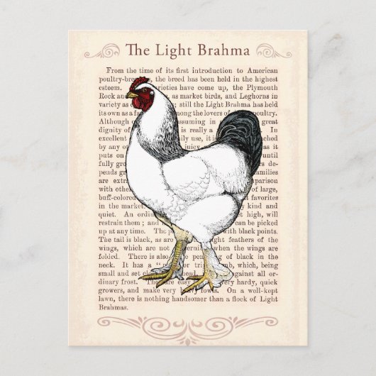 Light Brahma Rooster Vintag Country Classic Postkarte (Vorderseite)