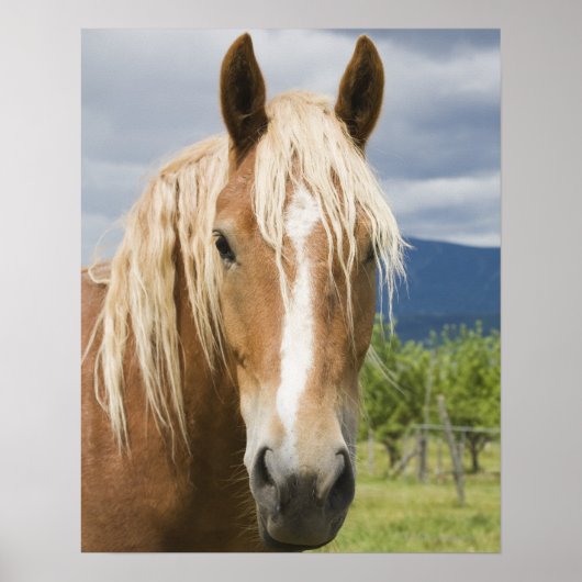 Light Brown Horse Poster (Vorne)
