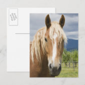 Light Brown Horse Postkarte (Vorne/Hinten)