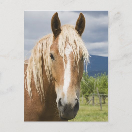 Light Brown Horse Postkarte (Vorderseite)