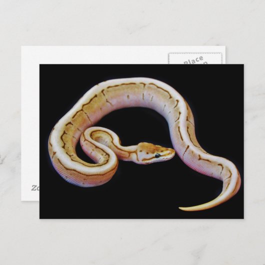 Light Colored Ball Python Postkarte (Vorne/Hinten)