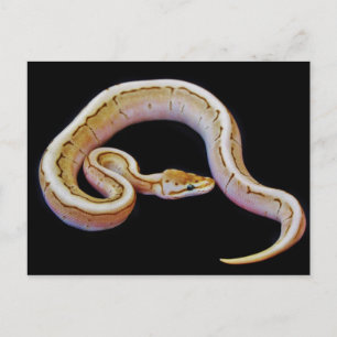 Light Colored Ball Python Postkarte