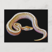 Light Colored Ball Python Postkarte (Vorderseite)