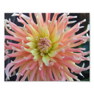 Light Dahlia 10x8 Fotodruck
