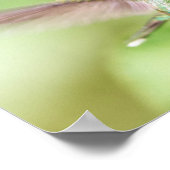Light Hummingbird Landung auf einem Zweig Poster (Ecke)