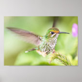 Light Hummingbird Landung auf einem Zweig Poster (Vorne)