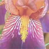 Light Iris Macro Artistic Abstrakt Aufkleber (Vorderseite)