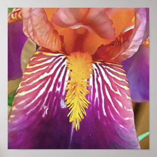 Light Iris Macro Artistic Abstrakt Poster