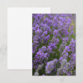 Light Lavender Pflanze Mitteilungskarte (Vorne/Hinten)