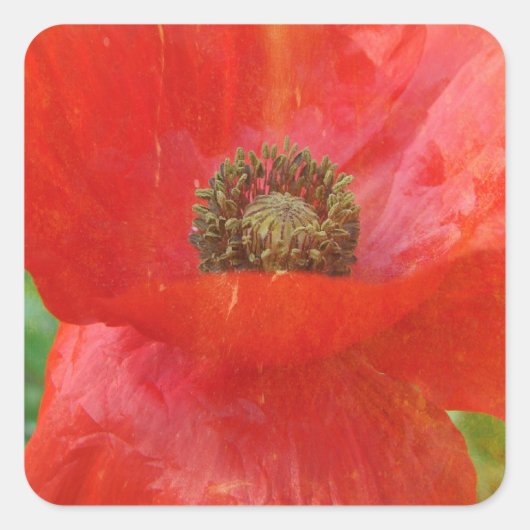 Light Leaks Red Poppy Quadratischer Aufkleber (Vorderseite)