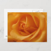 Light Orange Rose Postkarte (Vorne/Hinten)