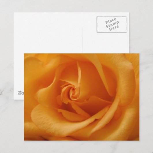Light Orange Rose Postkarte (Vorne/Hinten)