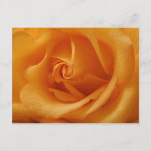 Light Orange Rose Postkarte