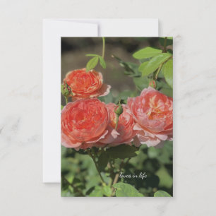 Light Peach Rose Mitteilungskarte