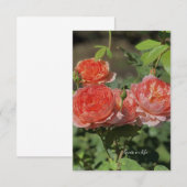 Light Peach Rose Mitteilungskarte (Vorne/Hinten)