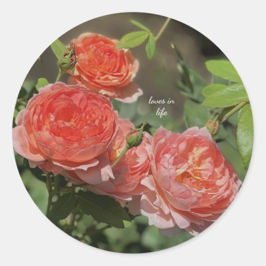 Light Peach Rose Runder Aufkleber (Vorderseite)