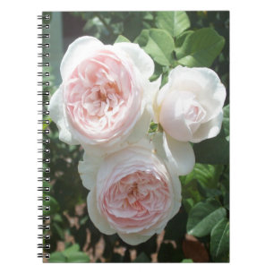 Light Pink English Rose Spiral Foto Notebook Notizblock