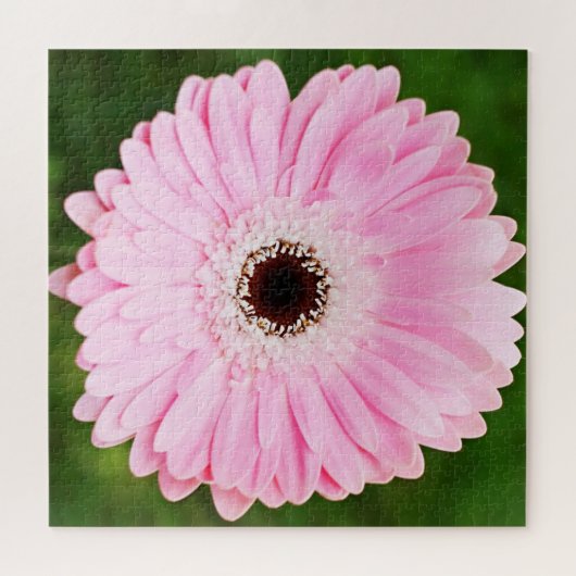 Light Pink Gerbera Daisy Floral Puzzle (Horizontal)