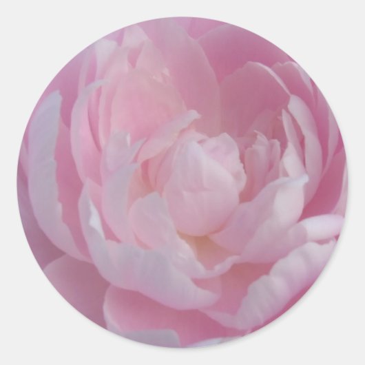 Light Pink Peony Wedding Stickers Peonys (Vorderseite)