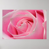 Light Pink Rose 01 Poster (Vorne)