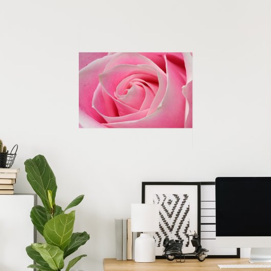 Light Pink Rose 01 Poster (Heimbüro)