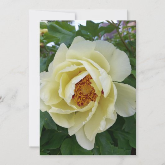 Light Yellow Peony Blume (Vorderseite)
