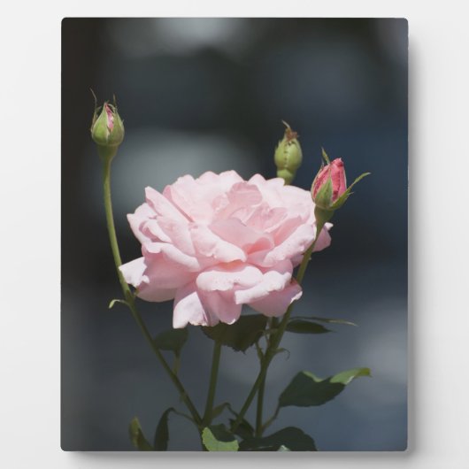 Like a Rose Fotoplatte (Vorderseite)