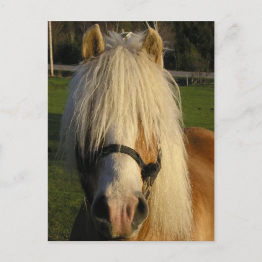 Lil' Bill Postkarte (Vorderseite)