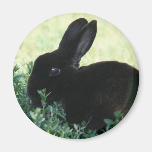 Lil Black Bunny Magnet (Vorne)