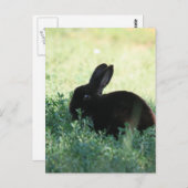 Lil Black Bunny Postkarte (Vorne/Hinten)