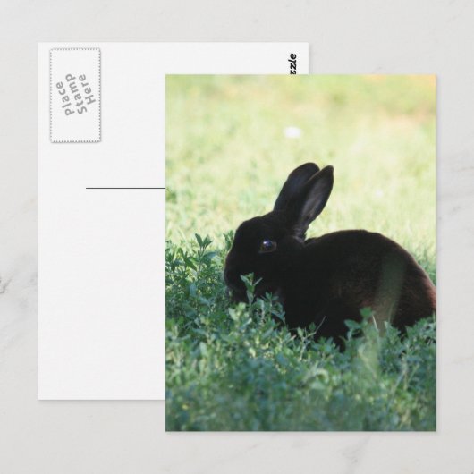 Lil Black Bunny Postkarte (Vorne/Hinten)