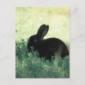Lil Black Bunny Postkarte (Vorderseite)