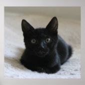 Lil Black Kitten Poster (Vorne)