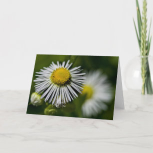 Li'l Daisies Card Karte