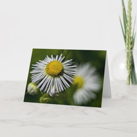 Li'l Daisies Card Karte (Vorderseite)