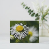 Li'l Daisy Postcard Postkarte (Stehend Vorderseite)