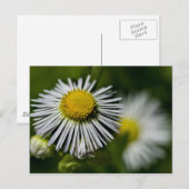Li'l Daisy Postcard Postkarte (Vorne/Hinten)