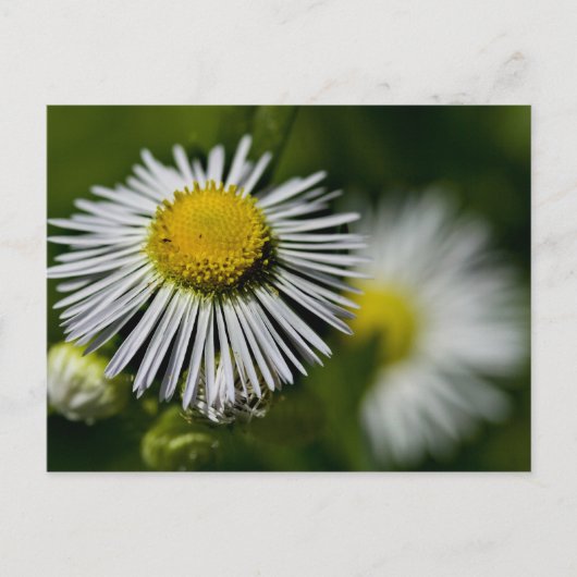 Li'l Daisy Postcard Postkarte (Vorderseite)