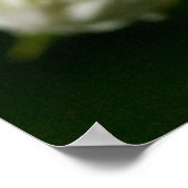 Li'l Daisy Poster (Ecke)